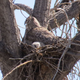 Illustration for article titled Great Horned Owlet Has You In Its Sleepy Sights